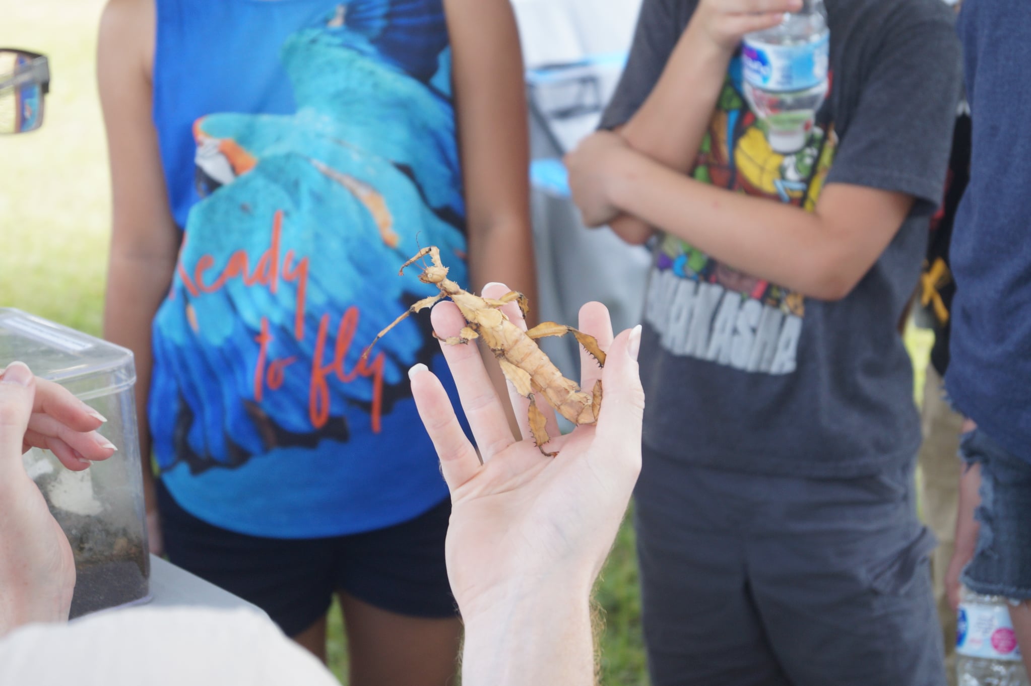 MSU Bugs Walk-Thru Exhibit
