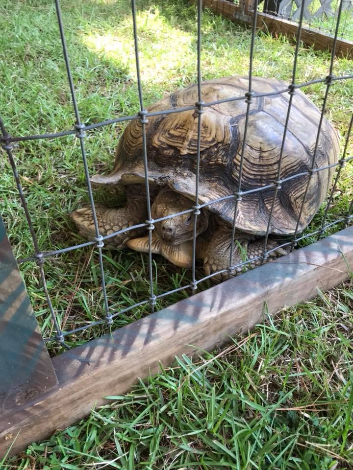 Reptile Walk-Thru Experience